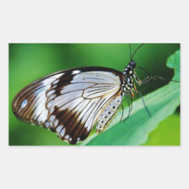 Pegatina Rectangular Marrón oscuro y mariposa gris