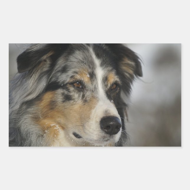 Pegatina Rectangular Miniature American Shepherd Blue Merle segundo (Anverso)