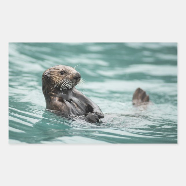 Pegatina Rectangular Mirando el Otter marino (Anverso)