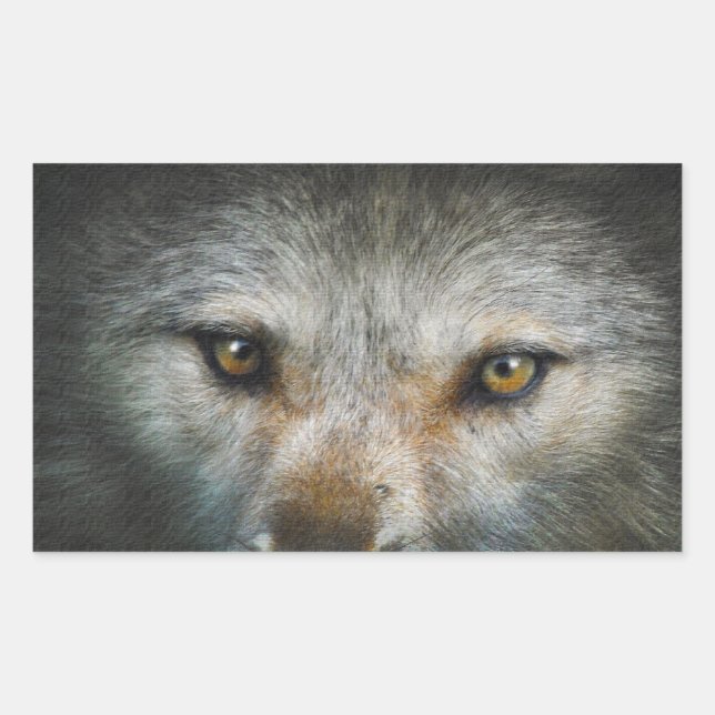 Pegatina Rectangular Mirando los ojos de Gray Wolf Wildlife Art (Anverso)