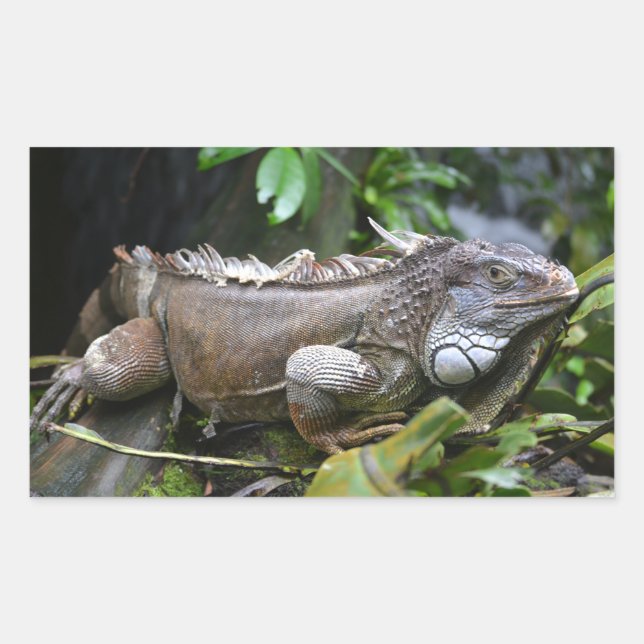 Pegatina Rectangular Míreme el zoológico de Singapur (Anverso)