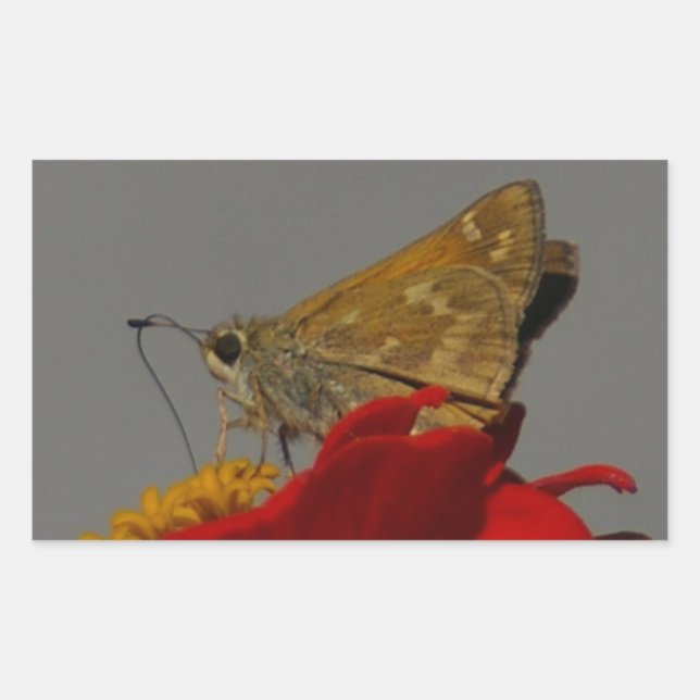 Pegatina Rectangular Modos y zinnia roja (Anverso)