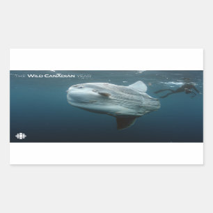 Pegatina Rectangular Mola Mola