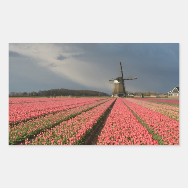 Pegatina Rectangular Molino de viento con tulipanes rosados en primaver (Anverso)