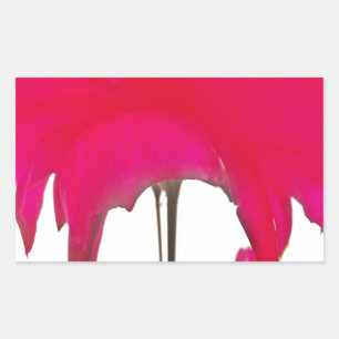 Pegatina Rectangular Momento capturado: Elegancia de Petal de Rosa Roja