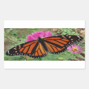 Pegatina Rectangular Monarca con alas esparcidas por la zinnia rosa