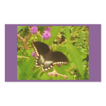 Monarca negra violeta morada