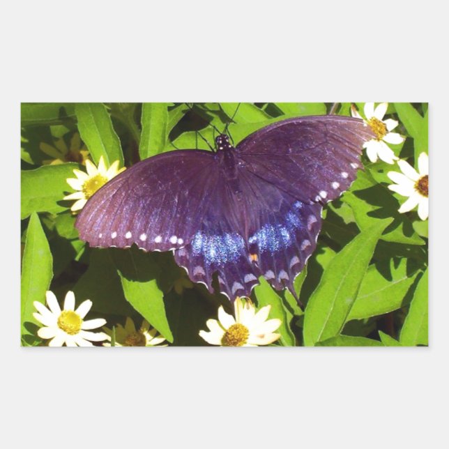 Pegatina Rectangular Morado azul irlandés con alas de mariposa negra (Anverso)
