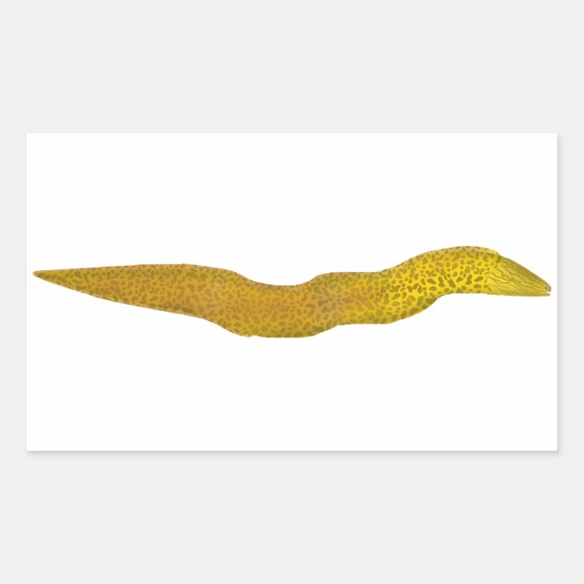 Pegatina Rectangular Moray de agua dulce (Anverso)