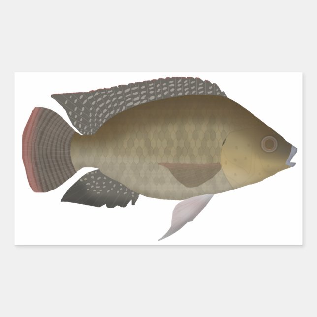Pegatina Rectangular Mozambique Tilapia (Anverso)
