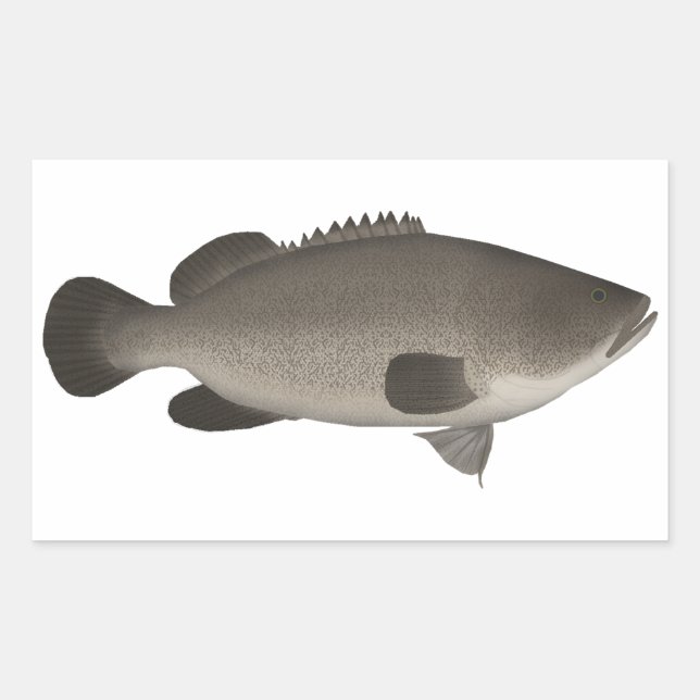 Pegatina Rectangular Murray Cod (Anverso)