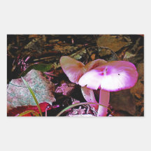 Mushroom rosa