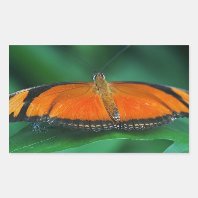 Pegatina Rectangular Naranja brillante y mariposa negra en hoja (Anverso)