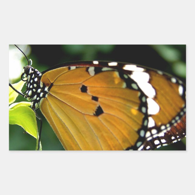 Pegatina Rectangular Naranja, mariposa negra y blanca en hojas (Anverso)