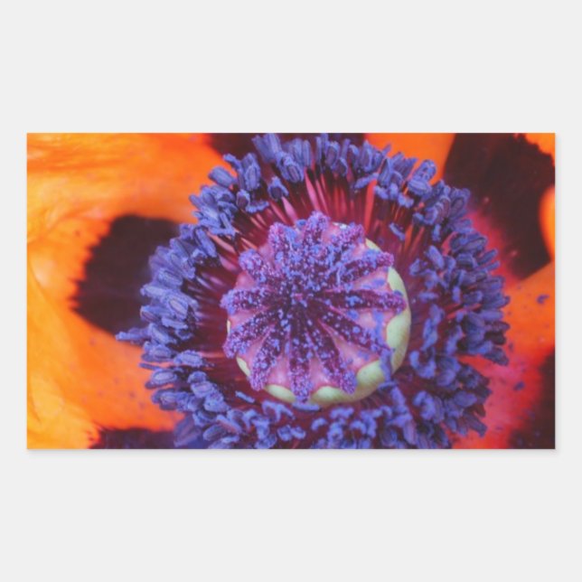 Pegatina Rectangular Naranja Poppy Up Close (Anverso)