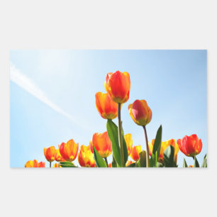 Pegatina Rectangular Naranja y tulipanes rojos desde abajo