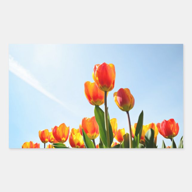Pegatina Rectangular Naranja y tulipanes rojos desde abajo (Anverso)