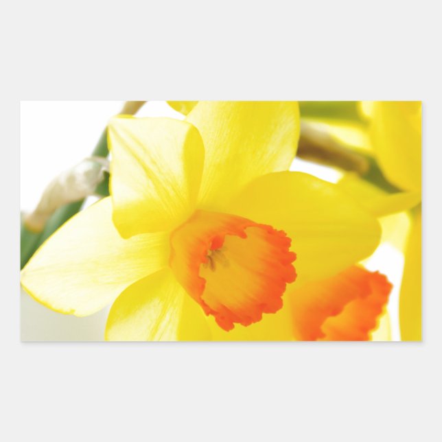 Pegatina Rectangular narcissus (Anverso)