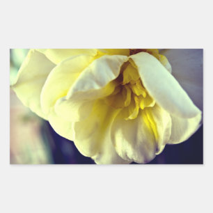 Pegatina Rectangular Narcissus Daffodil