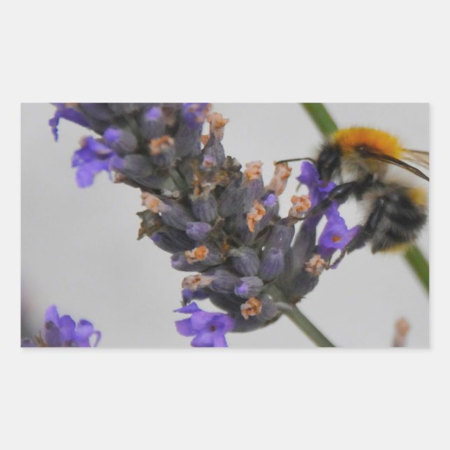 Pegatina Rectangular Naturas trabajadores maravillosos (Anverso)