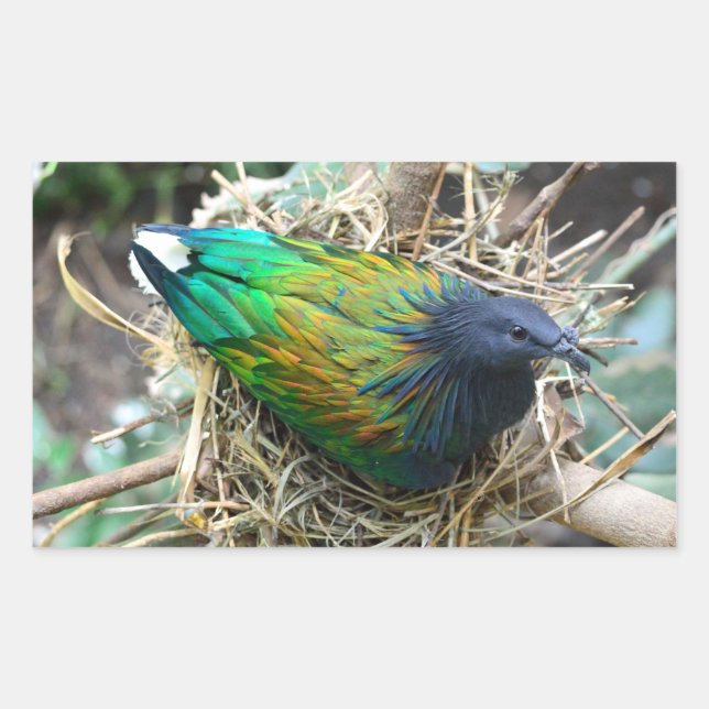 Pegatina Rectangular Nicobar Pigeon en Nest (Anverso)