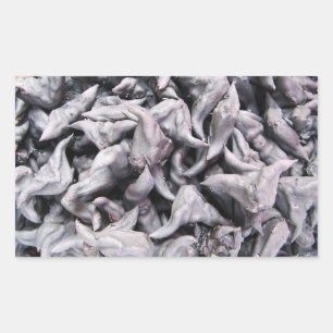 Pegatina Rectangular Nueces de búfalo - Caltropo de agua