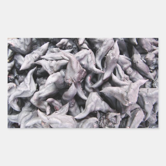 Pegatina Rectangular Nueces de búfalo - Caltropo de agua (Anverso)