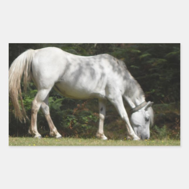 Pegatina Rectangular Nuevo pastoreo en poni de bosque (Anverso)