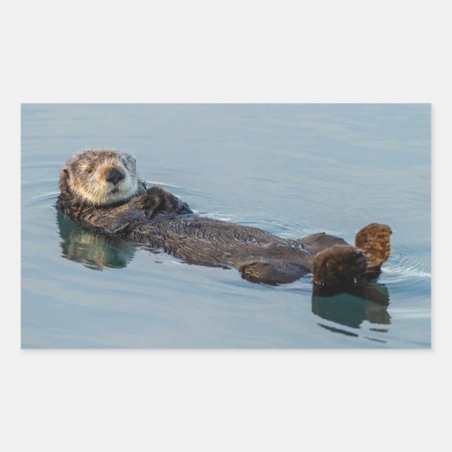 Pegatina Rectangular Nutria marina flotando de espaldas en el océano (Anverso)