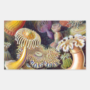 Pegatina Rectangular Océano marino Anemone Científico