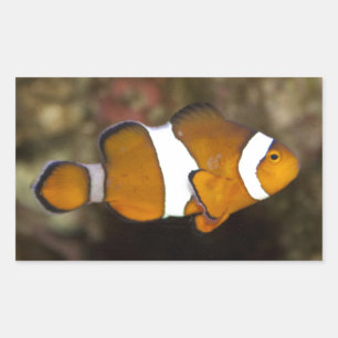 Pegatina Rectangular Ocellaris Clowfish