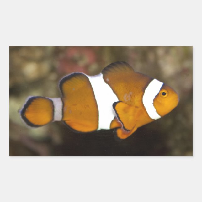 Pegatina Rectangular Ocellaris Clowfish (Anverso)