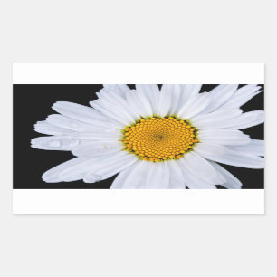 Pegatina Rectangular oferta