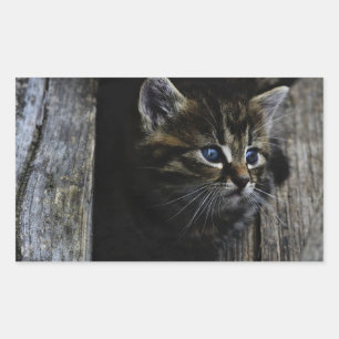 Pegatina Rectangular Ojos azules del gato