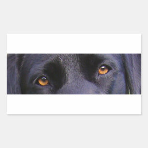 Pegatina Rectangular Ojos negros réflex