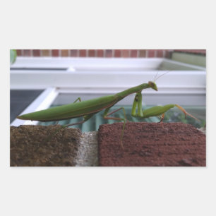 Pegatina Rectangular Orando a los Mantis en la pared de ladrillos