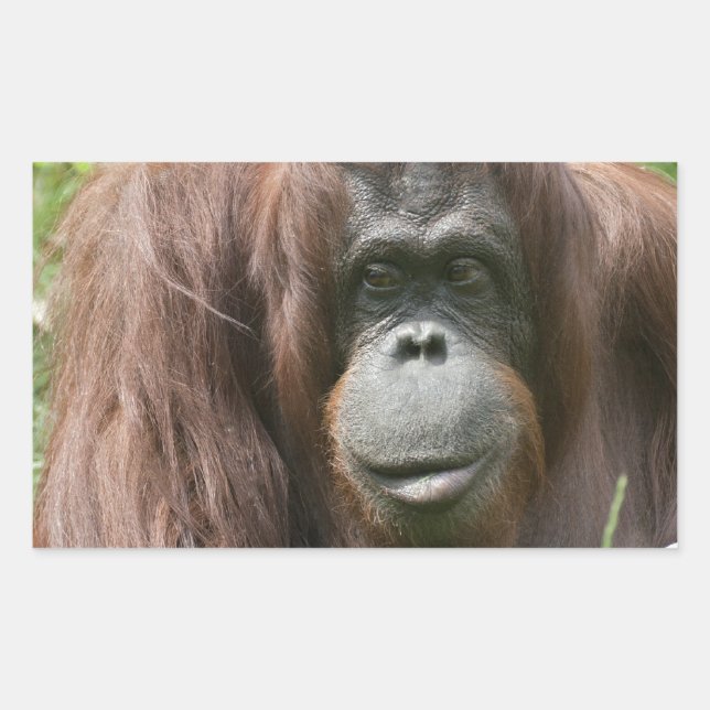 Pegatina Rectangular Orangutan (Anverso)