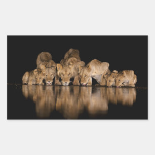 Pegatina Rectangular Orgullo de leones bebe en el abrevadero por la noc