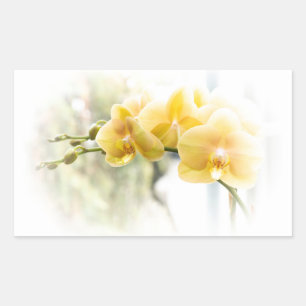 Pegatina Rectangular Orquídea amarilla en sol