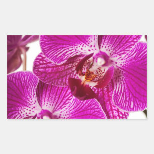 Pegatina Rectangular Orquídea del Dendrobium de las rosas fuertes -