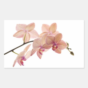 Pegatina Rectangular Orquídea Dendrobium rosa y rosa - Personalizada