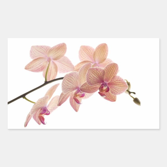 Pegatina Rectangular Orquídea Dendrobium rosa y rosa - Personalizada (Anverso)