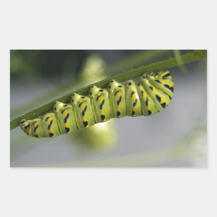 Pegatina Rectangular oruga de la cola de golondrina negra (parsleyworm)