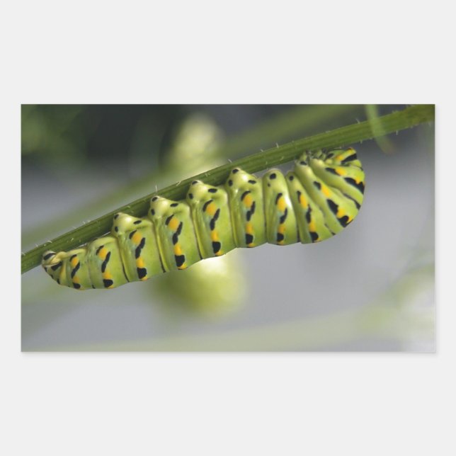 Pegatina Rectangular oruga de la cola de golondrina negra (parsleyworm) (Anverso)