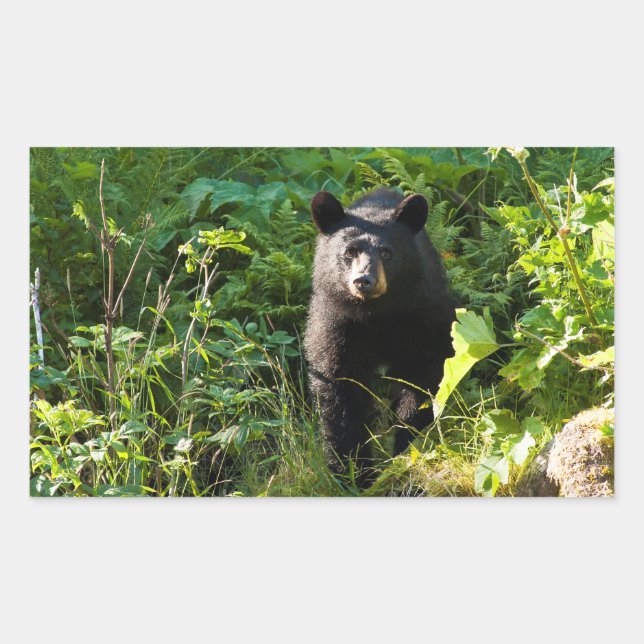 Pegatina Rectangular Oso negro curioso (Anverso)