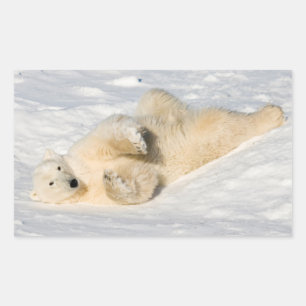 Pegatina Rectangular Oso polar cerca de la bahía de Hudson