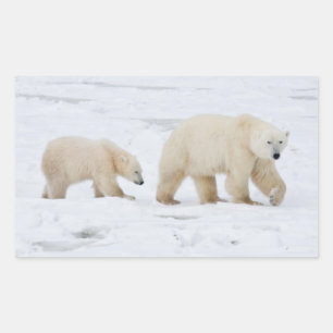 Pegatina Rectangular Osos polares hembra y dos cubos