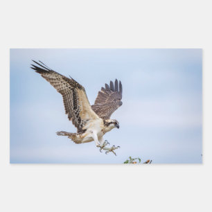Pegatina Rectangular Osprey aterrizando en el nido