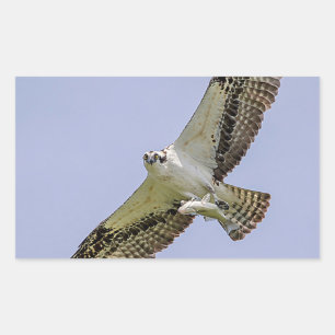Pegatina Rectangular Osprey con un pez