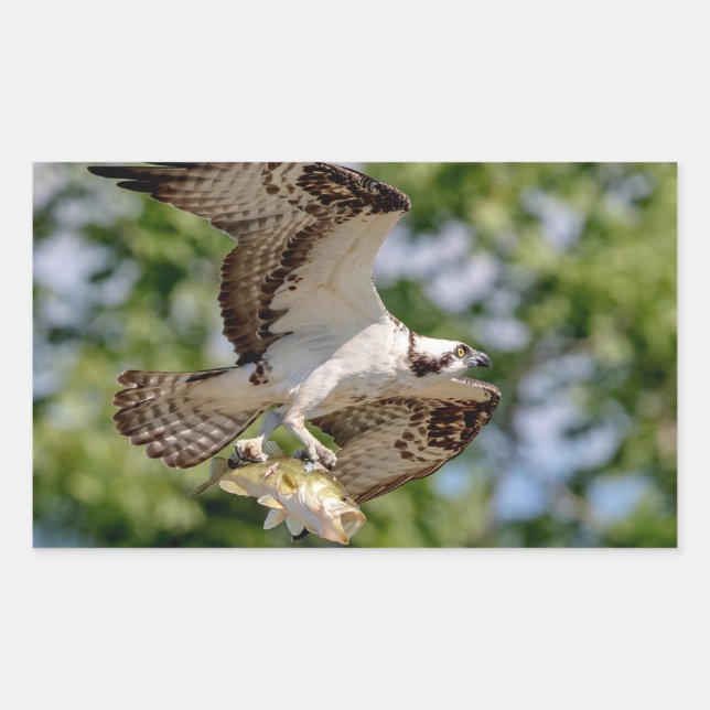 Pegatina Rectangular Osprey con una gran boquilla (Anverso)